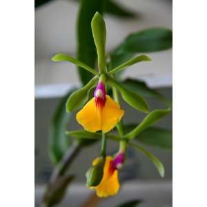 Epicattleya Rene Marques Tyler Hybrid Orchid Plant  
