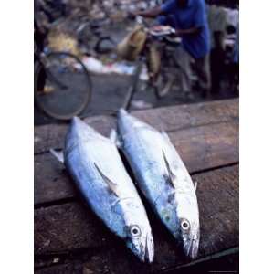 Two Fish for Sale at the Daily Morning Fish Market, Stone Town, Island 