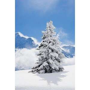  Fir Tree Covered in Fresh Snow   Peel and Stick Wall Decal 