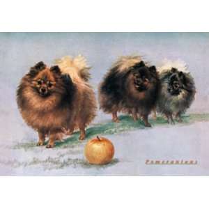   Hall Walkers Champion Pomeranians 20x30 Poster Paper: Home & Kitchen