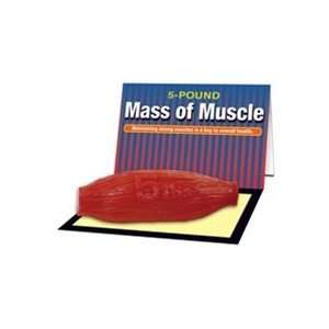  Mass of Muscle Model (5 lb)