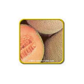  1 Oz Melon Seeds   Top Mark Bulk Vegetable Seeds Patio 