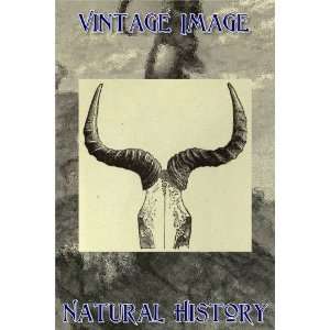   Vintage Natural History Image Skull and Horns of Cookes Hartebeest