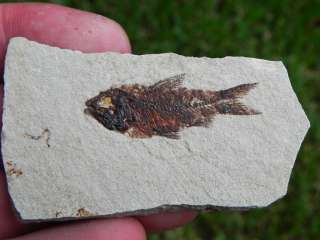 Fossil Fish Lebanon Cretaceous SIMPLY ASTONISHING FISH  