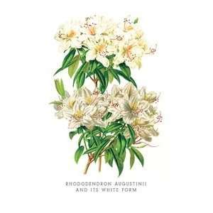 Rhododendron Augustinii and Its White Form   16x24 Giclee Fine Art 