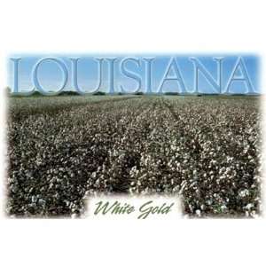   Louisiana Postcard 13218 White Gold Case Pack 750 