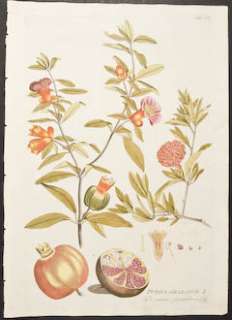 Plenck   Pomegranate. 376   1788 Icones Plantarum FOLIO Botanical 