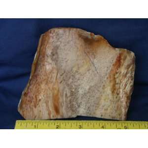   Very Rare Louisiana Petrified Palm Wood Slab, 7.24.35: Everything Else