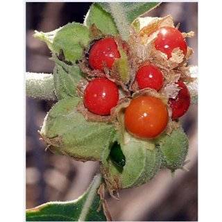 50 INDIAN GINSENG Withania Somnifera Ashwaganda Herb Flower Seeds