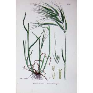  Great Brome Grass Botany Plants C1902 Bromus Maximus: Home 