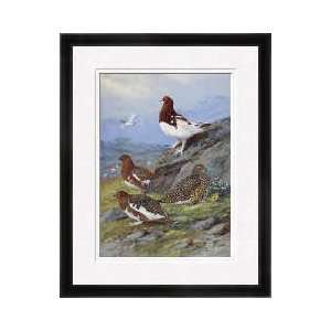  Group Of Willow Ptarmigan Lagopus Lagopus Framed Giclee 