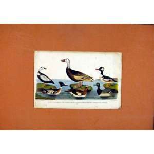  Merganser Scaup Duck Widgeon Goose Birds Print C1831