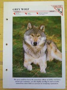 GREY WOLF N.128 Group 1 Mammals Wildlife FACT FILE Card  