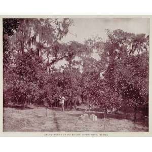  1893 Print Orange Grove Indian River Rockledge Florida 
