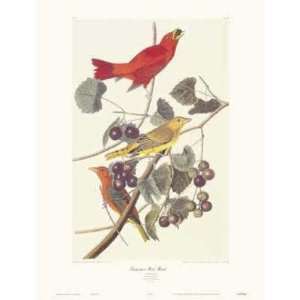  Summer Red Bird Poster Print
