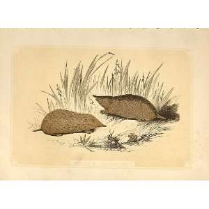  Shrew & Conmmon Mole 1860 Coloured Engraving: Home 