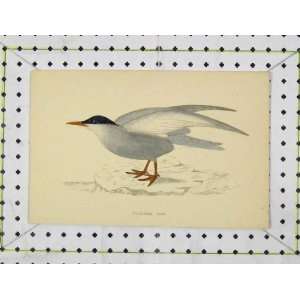 C1850 Bird Whiskered Tern Wild Life Nature Colour Print:  