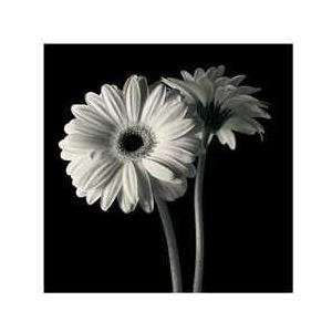  Gerber Daisies I Poster Print: Home & Kitchen