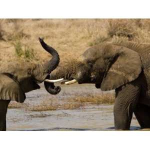  African Elephants, Loxodonta Africana, Socializing at a 