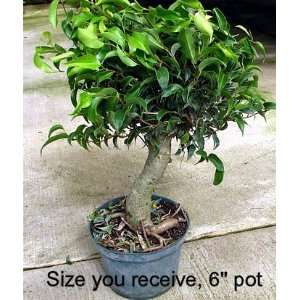Wiandi Corkscrew Weeping Fig Tree   Ficus   Great Bonsai   6 Pot