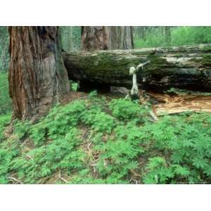 Giant Sequoia, Sequoia National Park, California, USA Photographic 