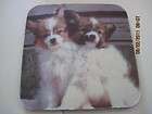 Papillon Sable Standing Drink Coaster Rubber 4 x 4 items in Pedigree 