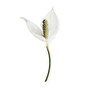 Peace Lily Poster Print:  Home & Kitchen