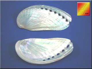 24 Large Pearl Abalone Shells Seashells 3+ Craft Donkeys Ear BULK 