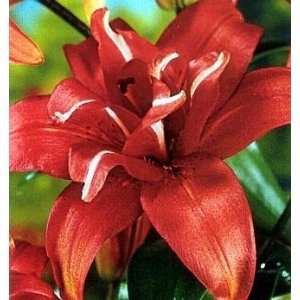  Sphinx Double Asiatic Lily 3 Bulbs Vibrant Red Orange 