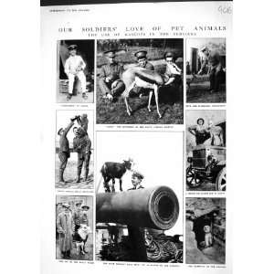   1915 WAR SOLDIERS NANCY SPRINGBOK GOAT FALKLANDS DOG