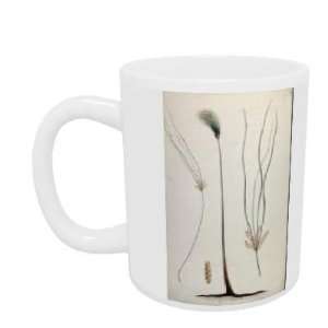 Papyrus (Plant and Root Detail), after James   Mug   Standard Size 