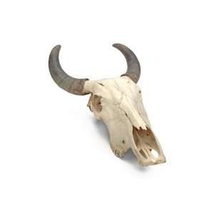  Wild West Replicas   Real Steer Skull