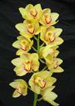 Cymbidium Yellow with Pink Airbrush Hybrid Orchid Plant  