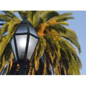 Lit Street Light with Palm Tree in Background, Santa Barbara 