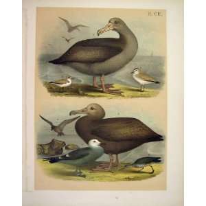   Albatross Plovers Studer Jasper Birds Of America 1878