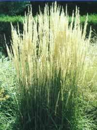 Grass, Karl Foerster Calamagrostis live plant, large 2x5 plugs 