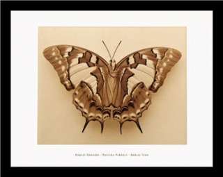 DORSAL/VENTRAL VIEW Butterfly FRAMED SET Raquel Edwards  