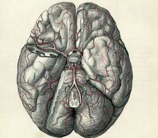 Brain Arteries Antique Medical Anatomy Engraving 1897  
