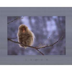   Snow Monkey Finest LAMINATED Print Joseph Van Os 12x9