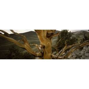  Close up of Bristlecone Pine Tree with Mountains in the 