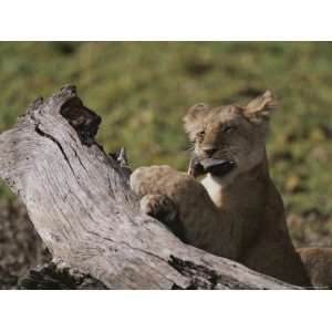  African Lion Cub Chewing Playfully on Antelope Hoof 