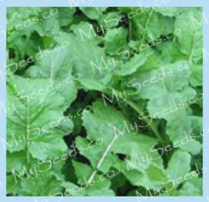 Turnip seeds   GREENS PERFECT FOR PASTURE~~ SEVEN TOP ~  