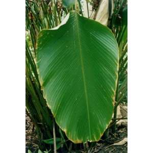  Exclusive By Buyenlarge Broad Leaf 20x30 poster