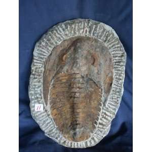  Complete Trilobite Fossil Plate, 2.8.11 