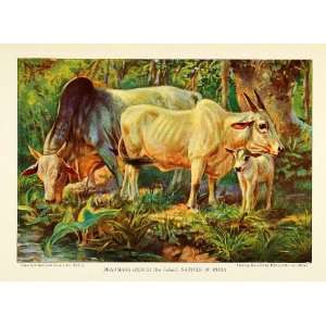  1925 Print Brahmas Zebus India Zebu Cattle Edward Herbert 