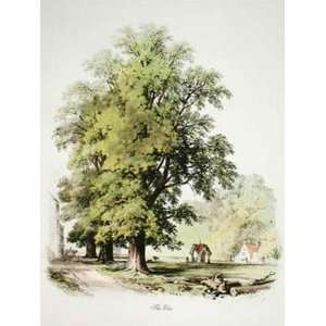  Elm Tree Etching Barnard, H G Elizabeth Botanical Fruits 