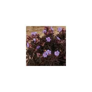  Geranium pratense Dark Reiter Perennial Plant Patio 