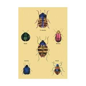  Beetles of Barbary and the Americas #2 24x36 Giclee: Home 