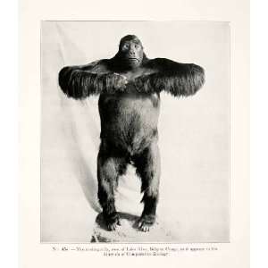 1930 Print Mountain Gorilla Lake Kivu Belgian Congo Museum Comparative 