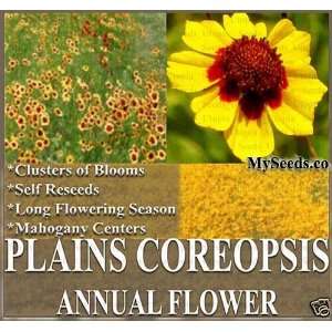  7,000 PLAINS COREOPSIS ~MAHOGANY COLOR~ BULK Flower Seeds 